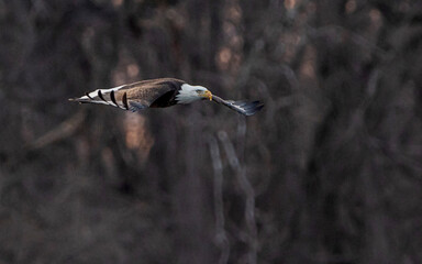 Bald Eagle is flying in forest	