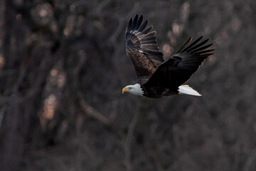 Bald Eagle is flying in forest	