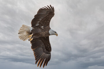 Bald Eagle is flying under cloudy sky
