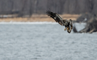 Bald Eagle is flying over water