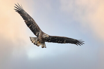 Obraz premium Bald Eagle is flying under cloudy sky