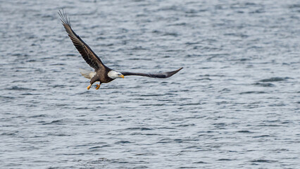 Bald Eagle is flying over water