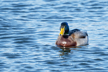 Ducks are enjoying early spring time  in open water of Mississippi River