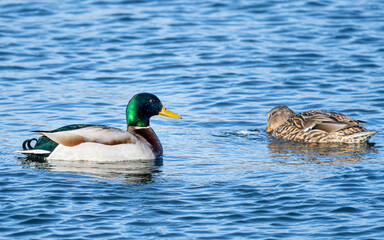 Fototapeta premium Ducks are enjoying early spring time in open water of Mississippi River