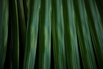 Green texture, South America flowers, botanical, textured, green line