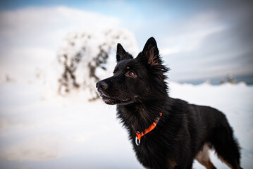 Dogs in winter