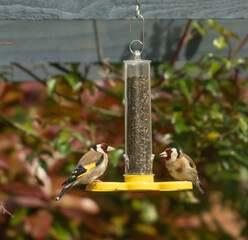 Goldfinches feeding in garden
