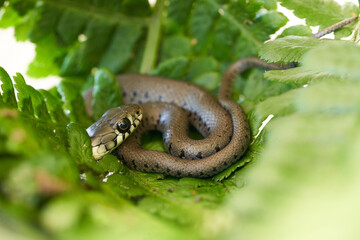 Grass Snake Natrix Natrix Macro