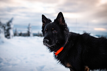 Dogs in winter