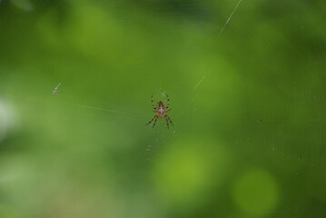 Kreuzspinne 488369918