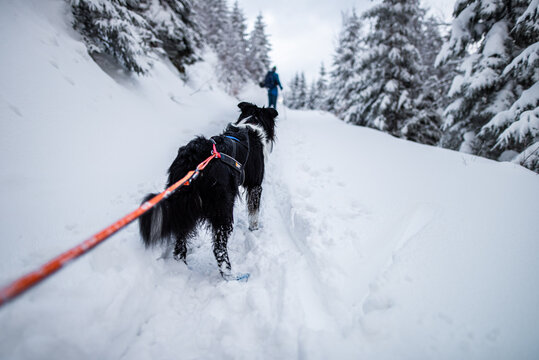 Winter dog