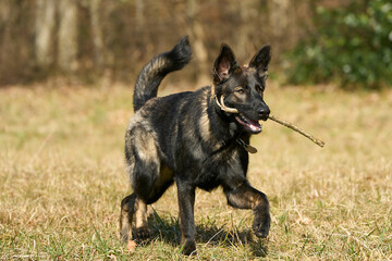 East german shepherd dog