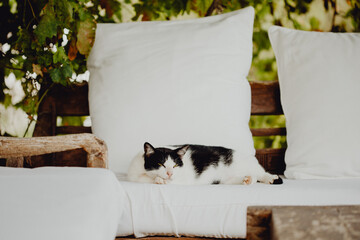 Chat dormant sur le canapé d'extérieur