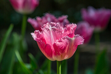 A Pink Fringed Tulip in the April Sunshine