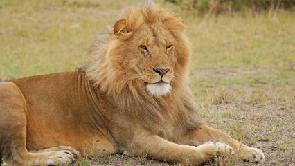 Fototapeta na wymiar Lion, king of beasts, tiger, felines, wild animals, pristine beauty