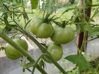 Closeup of green tomatoes growing in greenhouse. Horizontal frame, blurry background