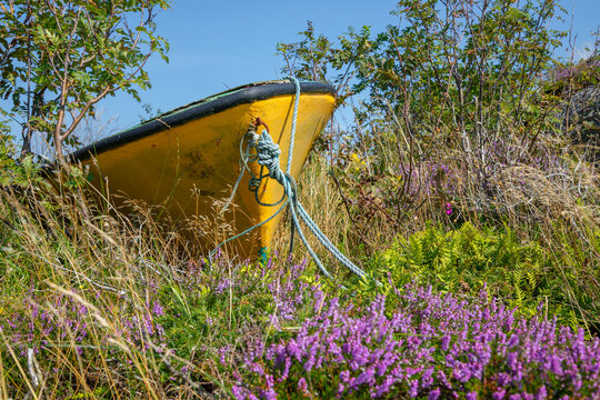 Small, yellow rowing boat abandoned in a field of grass and violet blooming heather.