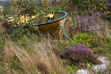 Fototapeta na wymiar Old yellow rowing boat abandoned hidden amidst violet blooming heather and other beach vegetation.