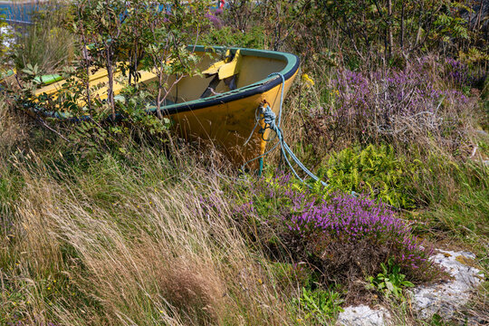 Old yellow rowing boat abandoned hidden amidst violet blooming heather and other beach vegetation.