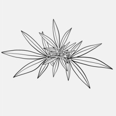 simplicity cannabis leaf freehand drawing flat design.