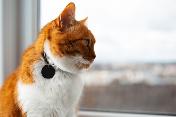 Side portrait of cute red-white cat on background of window.