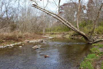 The flowing creek in the forest on a autumn day.