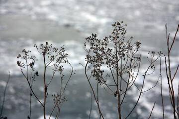 Winter. Die Natur im Frost