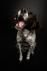 Funny studio portrait of a black and white brittany spaniel dog catching a treat on a black...