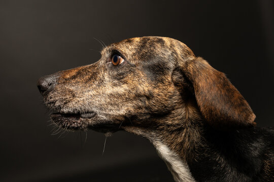 Profile portrait of a brindle Segugio dog on a black background.
