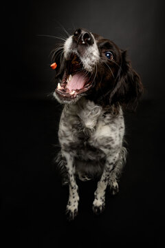 Funny studio portrait of a black and white brittany spaniel dog catching a treat on a black background.
