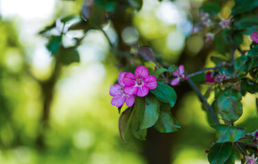 Beautiful pink flowers of blossom apple tree in spring time.