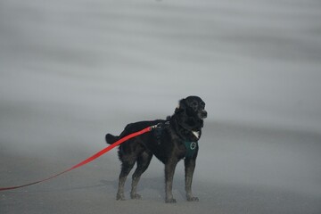 Hund am Strand