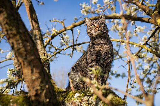 Portrait of gray brown european shorthair cat sitting in tree looking curious and attentively. Flowering tree branches with blue sky. spring mood.