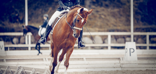 Equestrian sport. Dressage of horses in the arena.