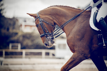 Portrait sports stallion in the bridle. Equestrian sport. - obrazy, fototapety, plakaty