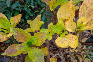 leaves on the ground