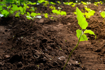 Close up of a Small green plant growing on soil Seasonal agricultural work