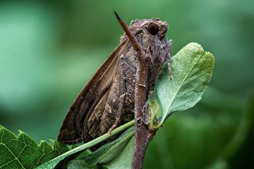 moth on leaf