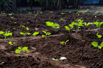 Small green plants growing on a farming field in the spring