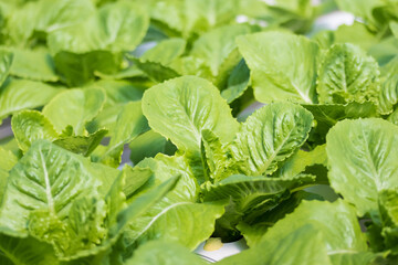 Vegetable hydroponic system young and fresh green cos lettuce salad growing garden hydroponic farm plants on water without soil agriculture in the greenhouse organic for health food.