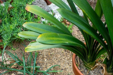 Obraz premium aloe vera plant