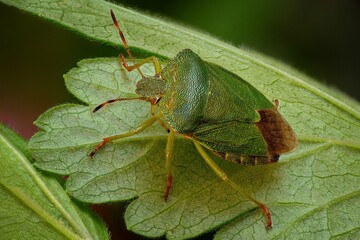 the beetle is sitting on a green leaf