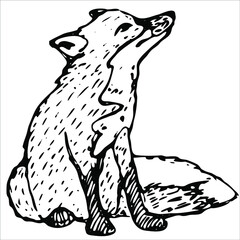 Hand drawn illustration of baby fox.