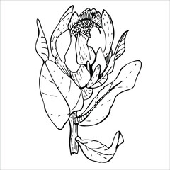 Hand drawn protea.