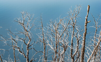 Wildfire scorched trees above Yellowstone Lake, Yellowstone National Park, Wyoming