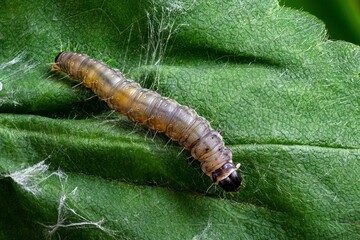 the caterpillar is sitting on a green leaf
