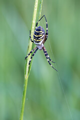 wasp spider on a web