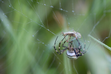 spider on web