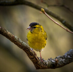 bird on branch.
Eurasian siskin 