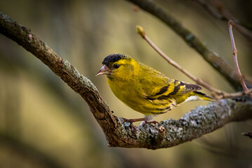 bird on branch.
Eurasian siskin 